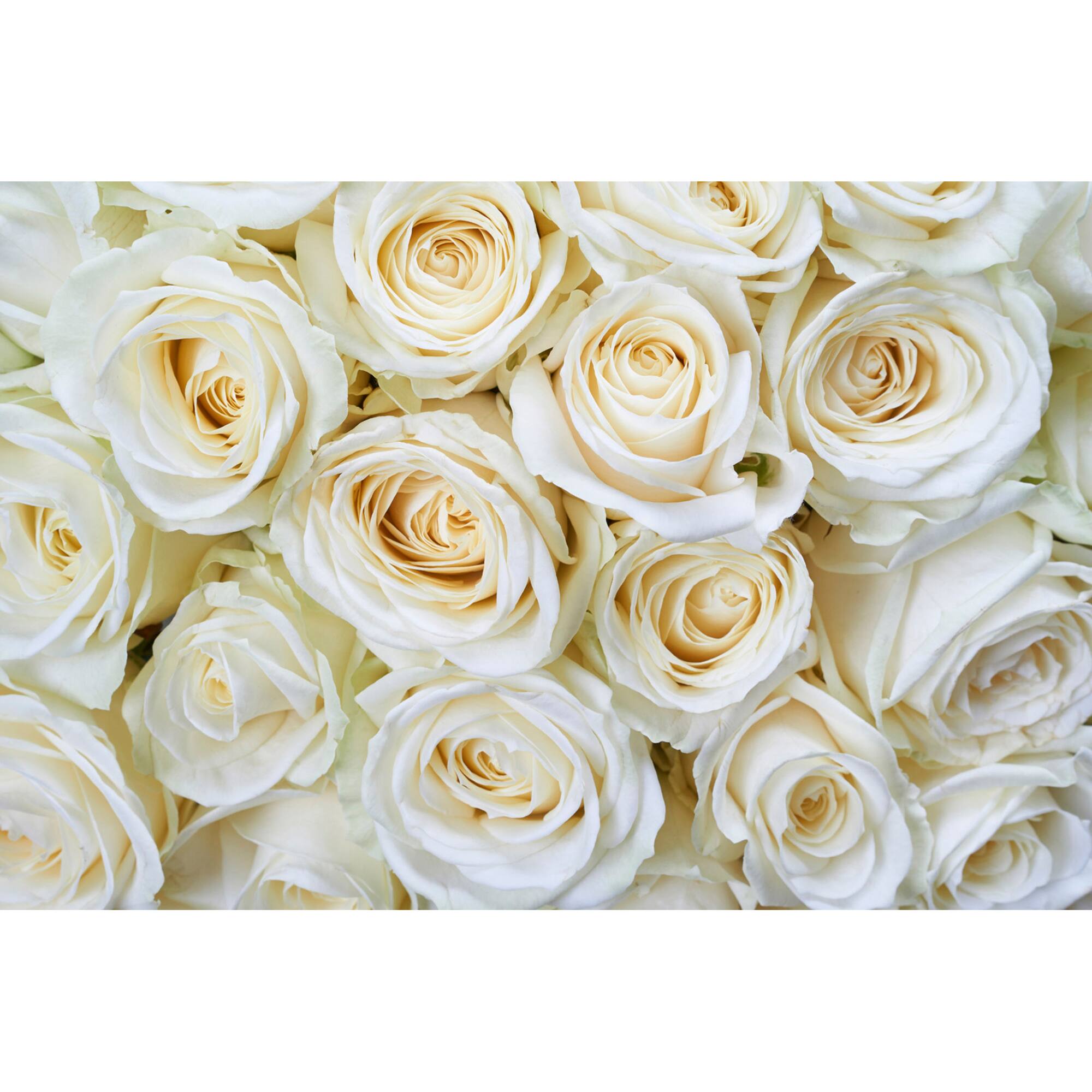 Dimex White Roses Wall Mural